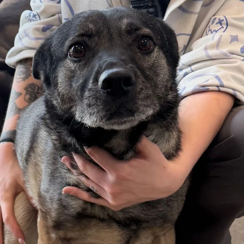 An adult medium-sized female Dutch Shepherd dog named Nebby for adoption in Kingman, AZ