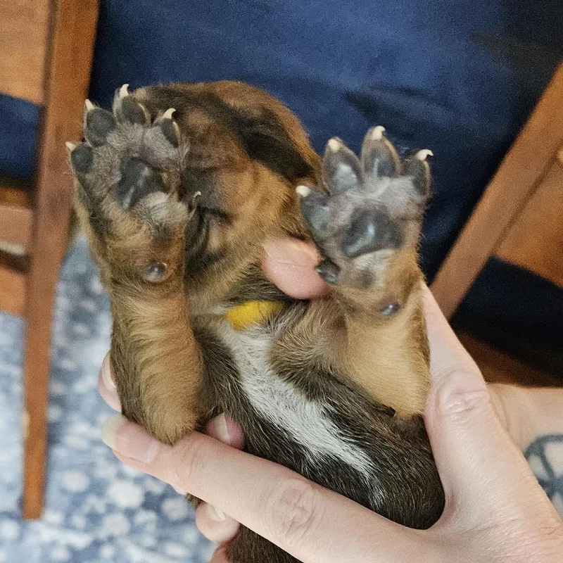 Rebecca Pup  Hermia