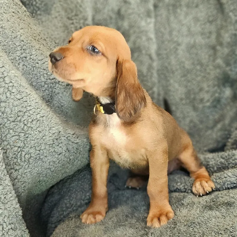 Rebecca Pup  Hermia thumbnail 2