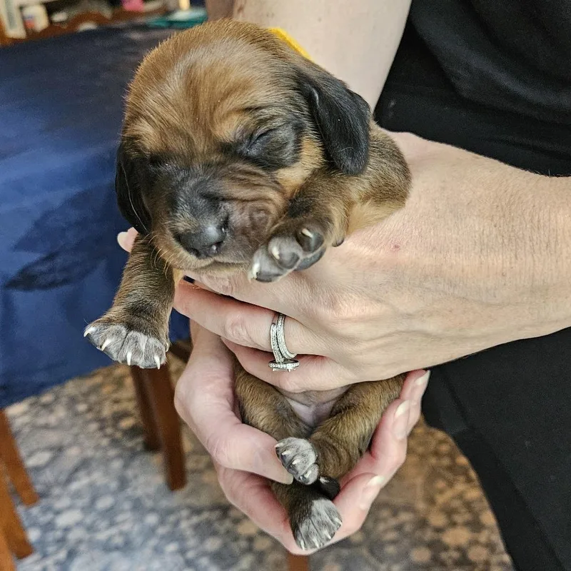 Rebecca Pup  Hermia thumbnail 3