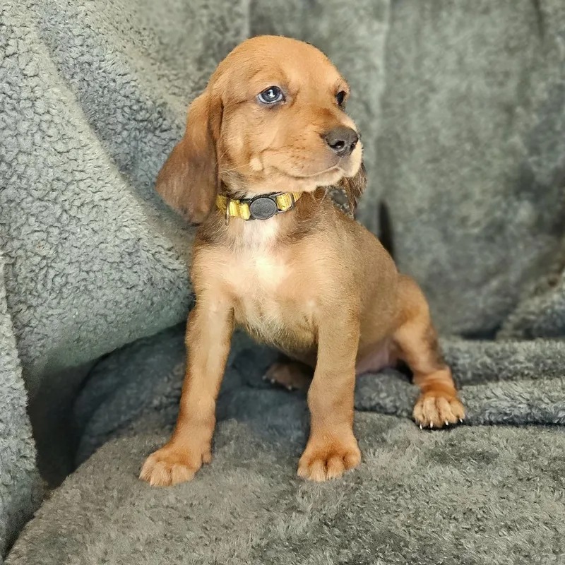 Rebecca Pup  Hermia thumbnail 4