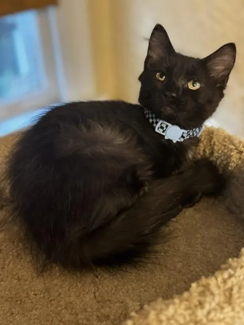 A baby small-sized male Black Domestic Short Hair cat named Peppermint Butler for adoption in Richmond, VA