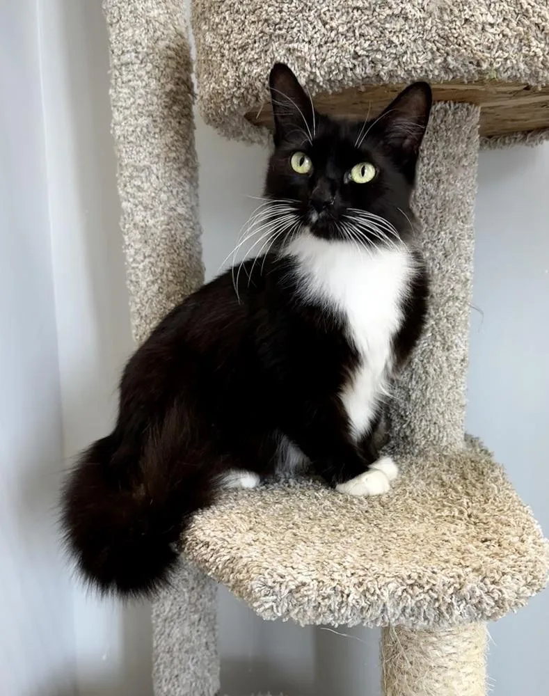 A young medium-sized female Black & White / Tuxedo American Shorthair cat named Charlie for adoption in Wellington, FL