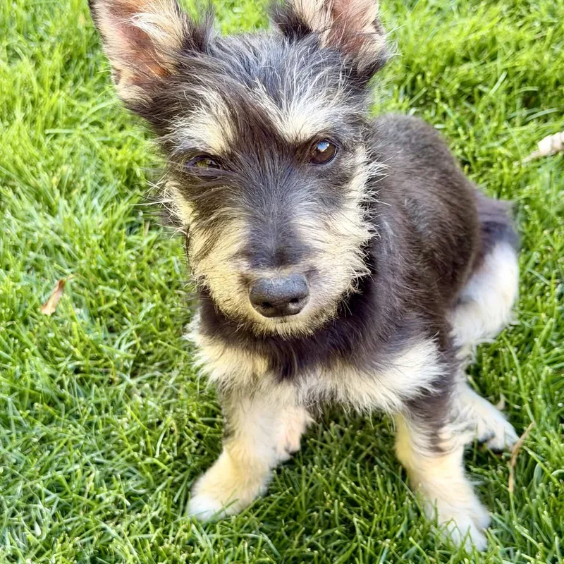 A baby small-sized female Cairn Terrier dog named Frankie for adoption in West Richland, WA