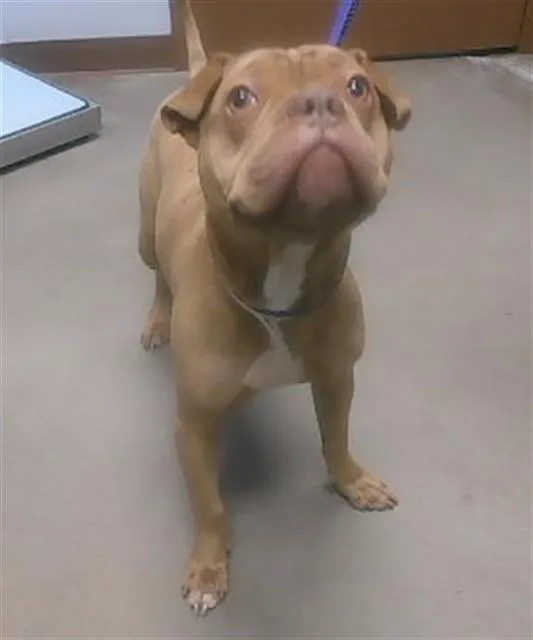 A young large-sized male Pit Bull Terrier dog named Cappuccino for adoption in Phoenix, AZ