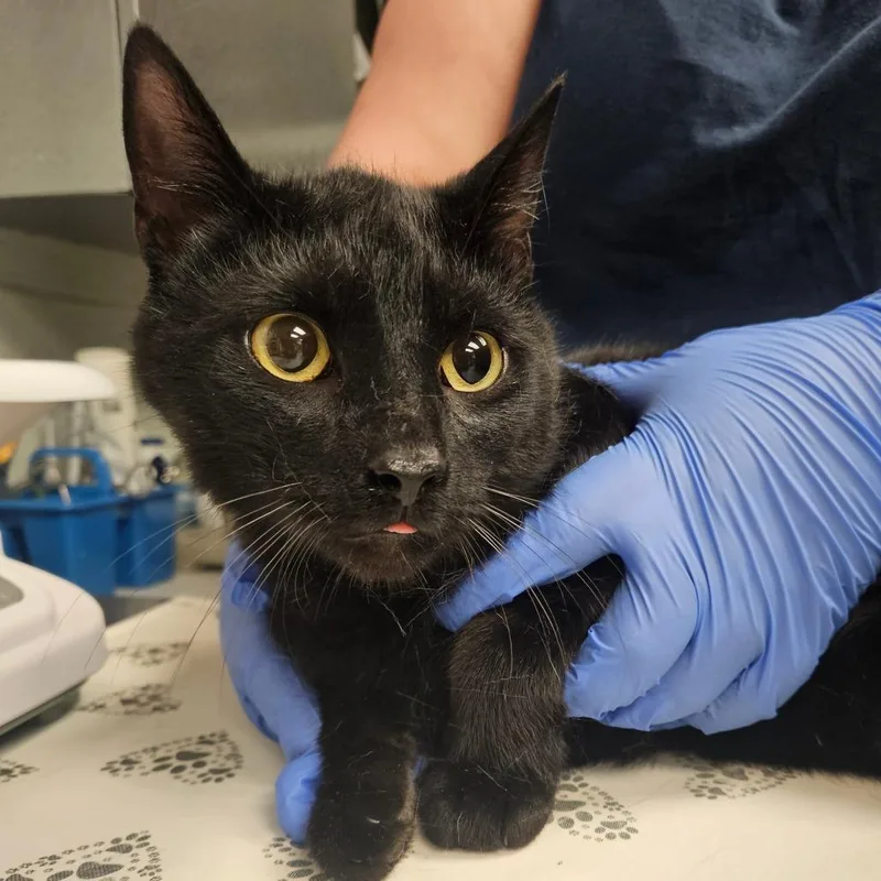 Scooby Doo thumbnail 2