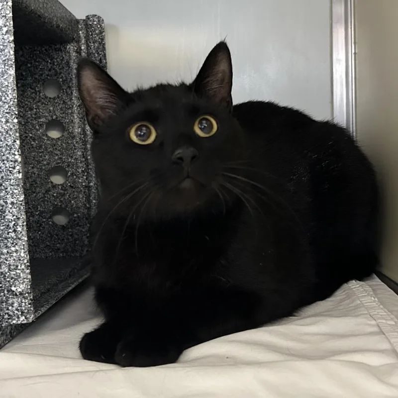 Scooby Doo thumbnail 3