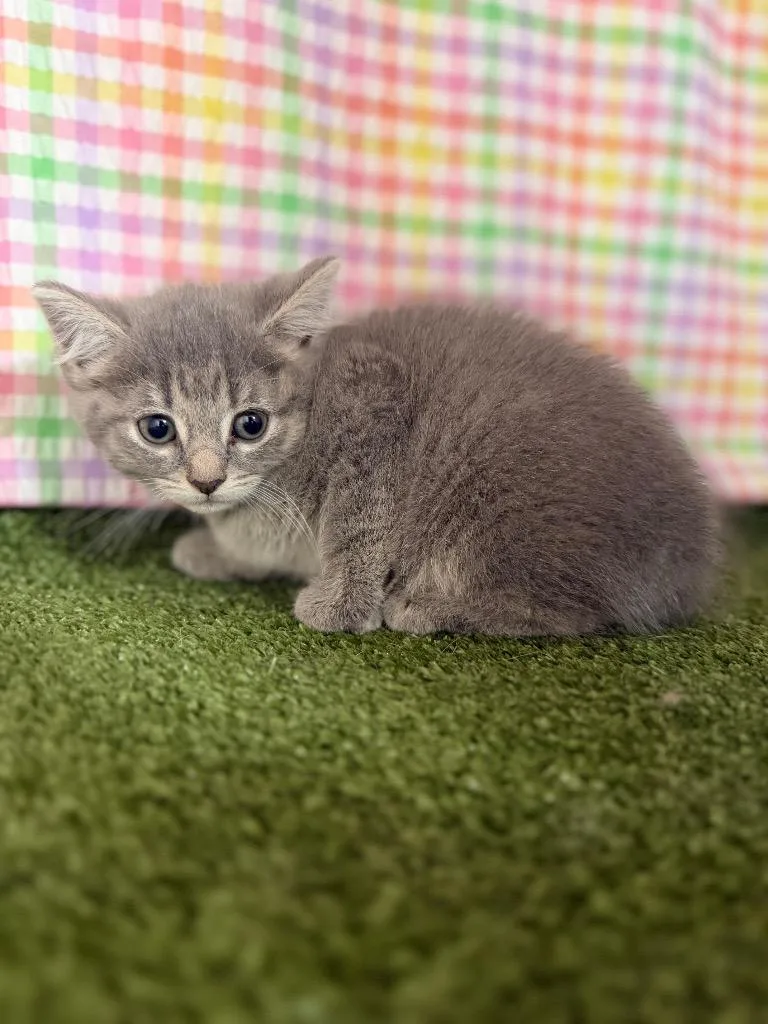 A baby small-sized female Domestic Short Hair cat named Izzy for adoption in Hopkinsville, KY