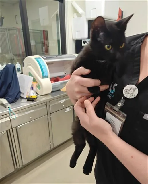 A young small-sized male Domestic Short Hair cat named Boo for adoption in Santa Maria, CA