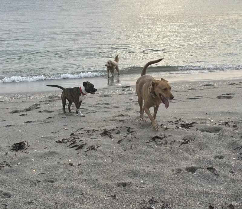An adult large-sized female Vizsla dog named Anna for adoption in Lighthouse Point, FL