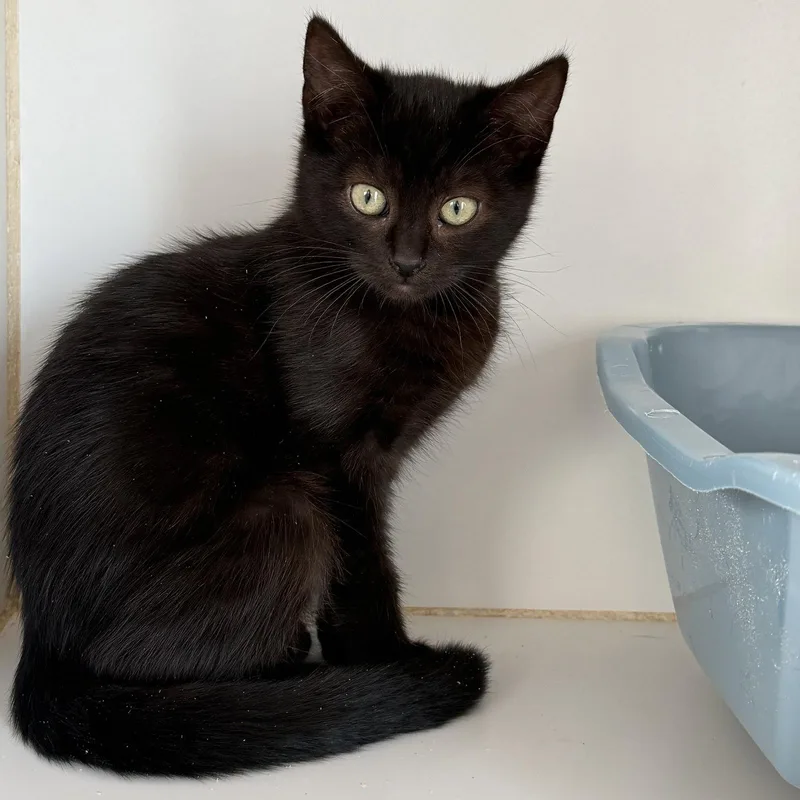 A baby small-sized female Domestic Short Hair cat named Saffron for adoption in Oakland, CA