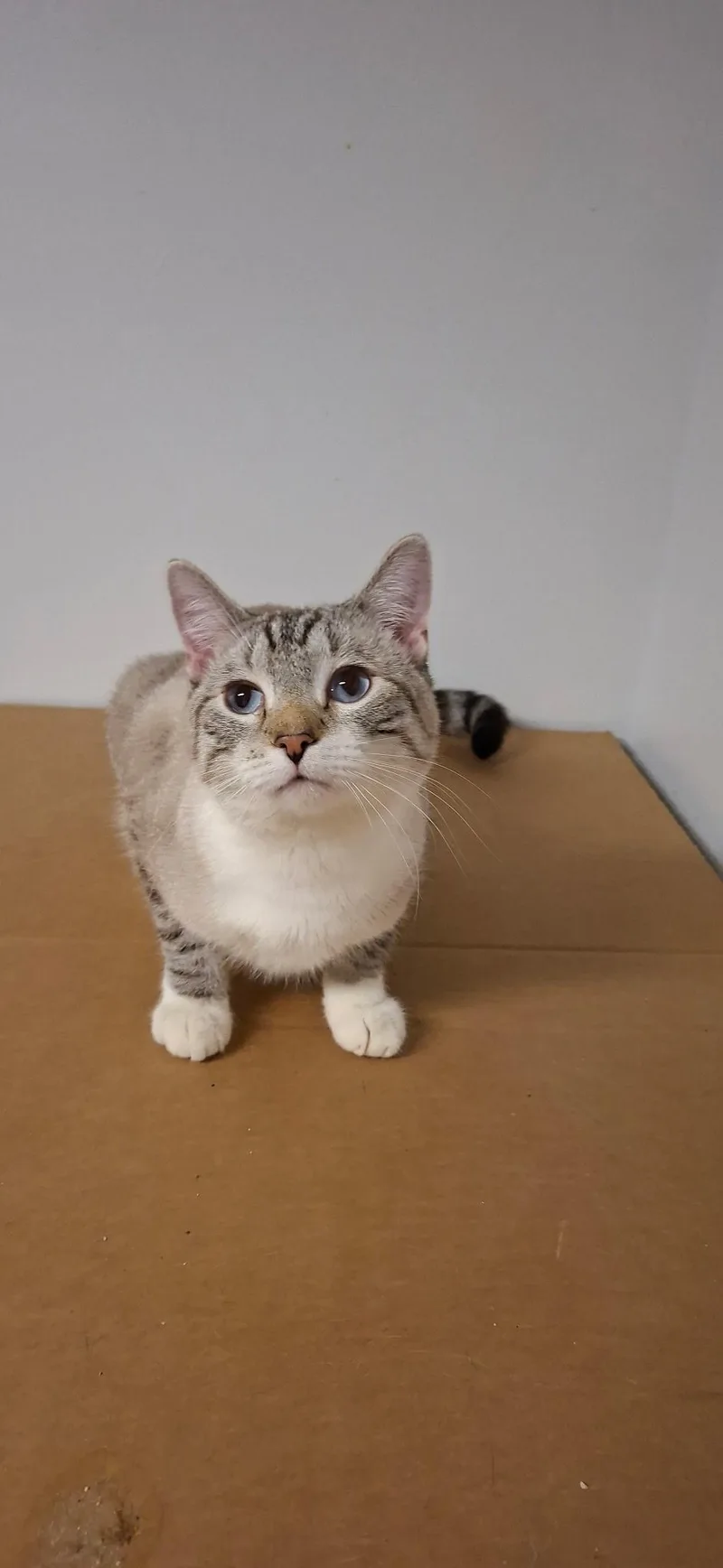 A young large-sized male Domestic Short Hair cat named Fanta for adoption in Pocatello, ID