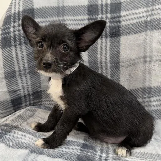 A baby small-sized female Black Terrier dog named Buzz for adoption in Long Beach, CA