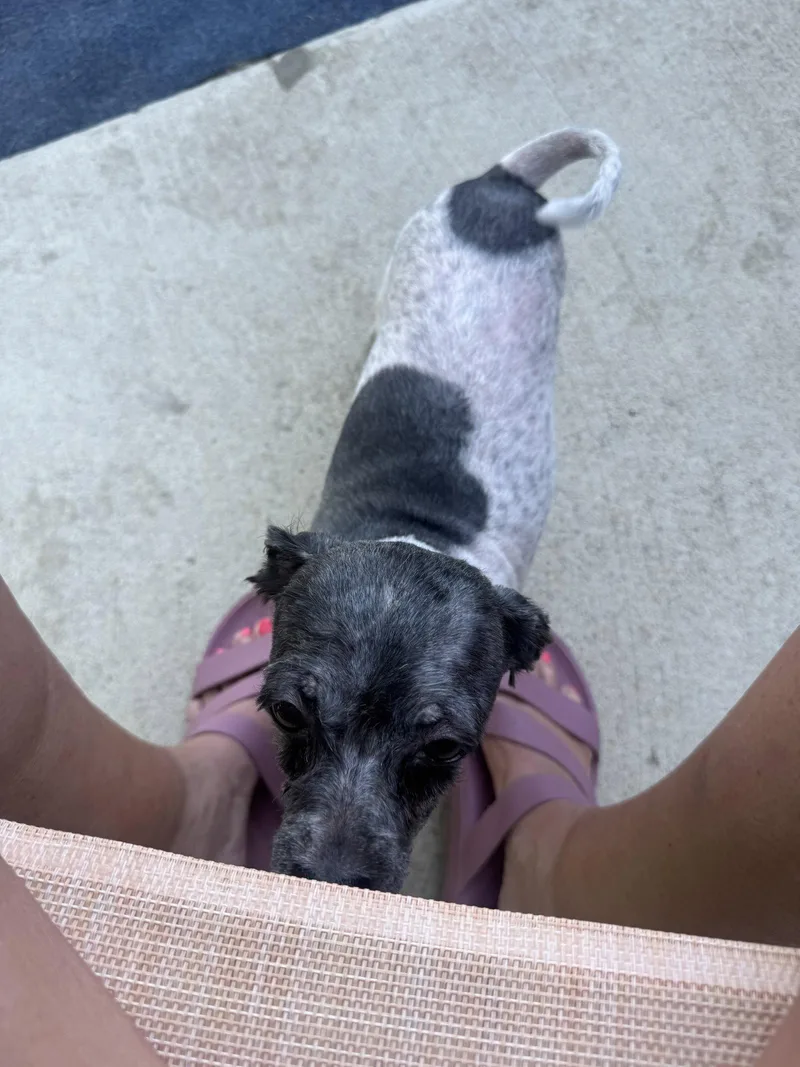 An adult small-sized male Havanese dog named Jack for adoption in Columbus, IN