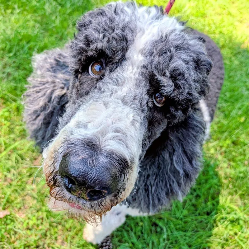 A senior large-sized female Black Standard Poodle dog named Stella Petunia for adoption in Houston, TX
