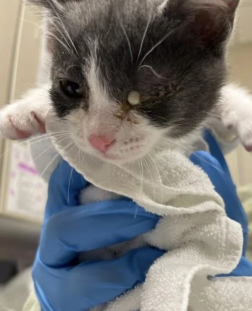 A baby small-sized male Domestic Short Hair cat named Scout for adoption in Las Vegas, NV