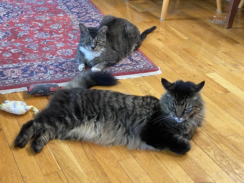 A senior large-sized male Tabby (Gray / Blue / Silver) Domestic Short Hair cat named Jackhamilton for adoption in Philadelphia, PA