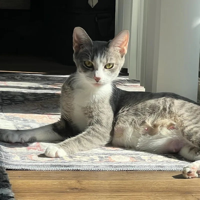 An adult medium-sized female Domestic Short Hair cat named Miley for adoption in Fort Smith, AR
