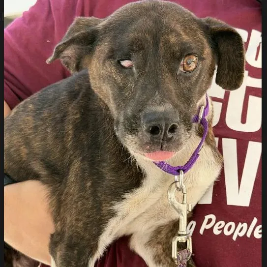 A young medium-sized female Mixed Breed dog named Toyota Rav for adoption in Austin, TX