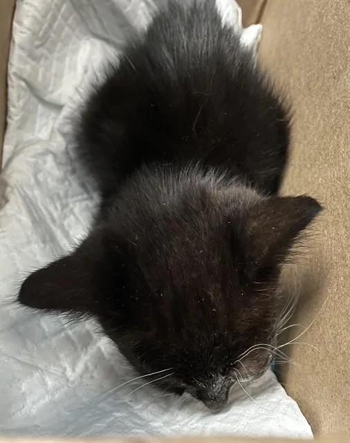 A baby small-sized female Domestic Short Hair cat named Banshee for adoption in San Jose, CA