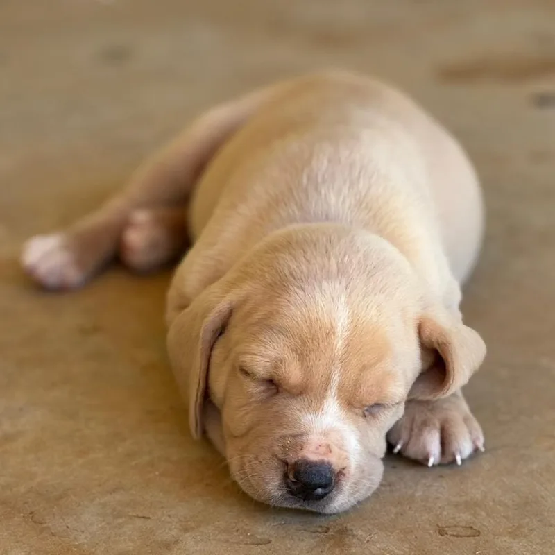 A baby medium-sized male Retriever dog named Boo for adoption in Huntsville, AL