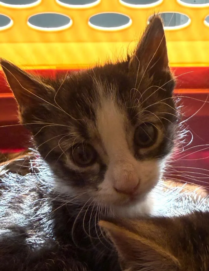 A baby medium-sized male Domestic Short Hair cat named Purrberry for adoption in Pomona, NY