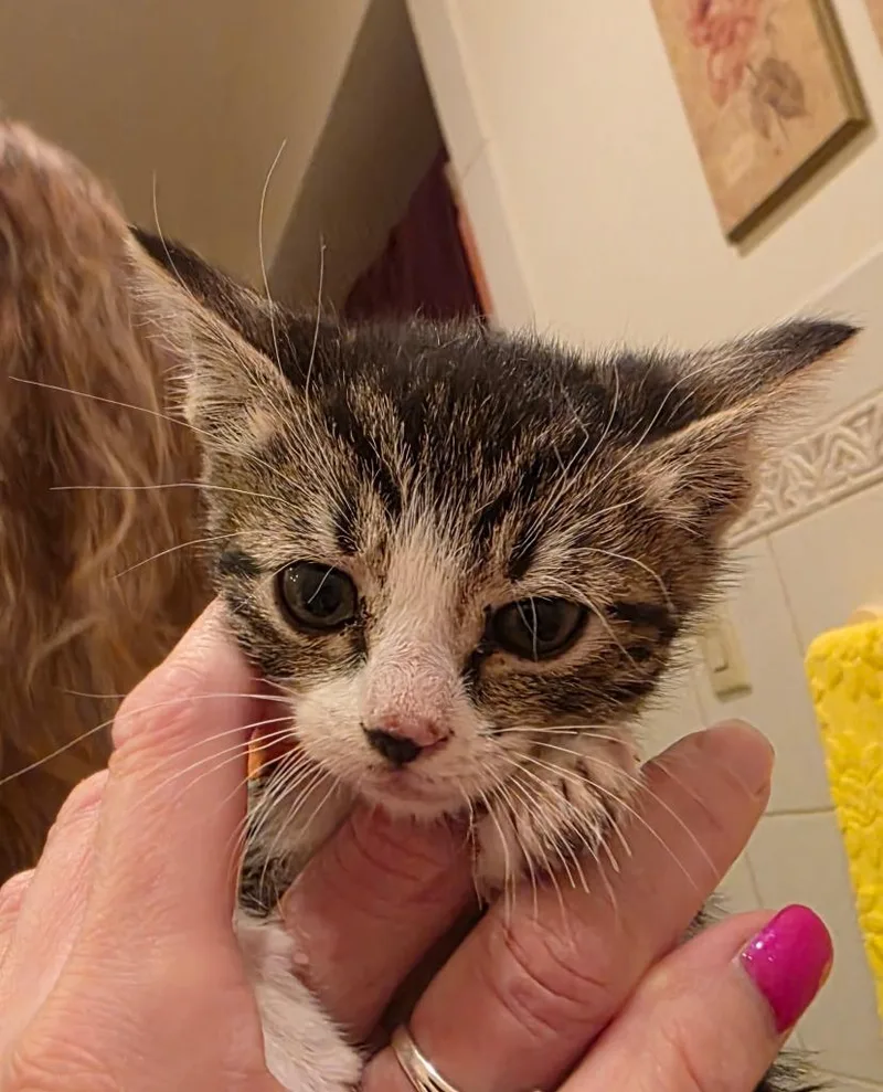 Purrberry thumbnail 2