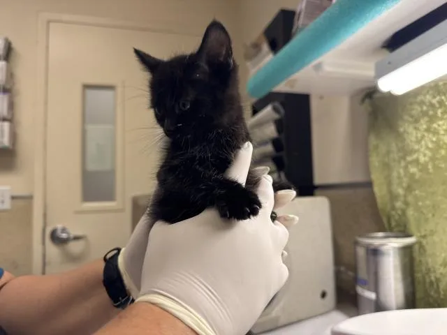 A baby small-sized male Domestic Short Hair cat named James for adoption in Riverside, CA