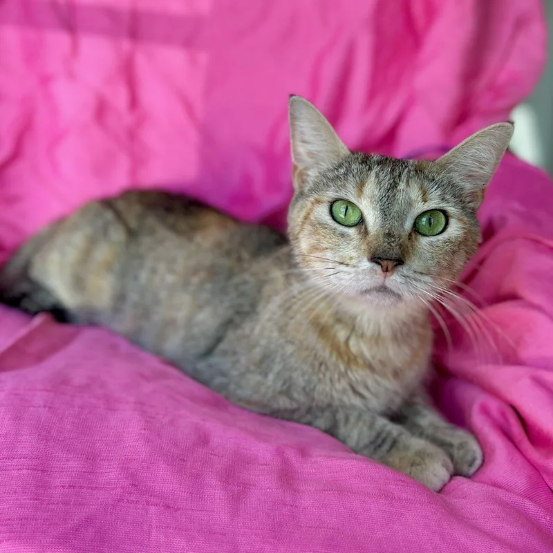An adult medium-sized female Tabby (Buff / Tan / Fawn) Domestic Short Hair cat named Maggie for adoption in Rowland Heights, CA