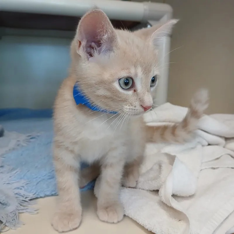 A baby small-sized male Buff / Tan / Fawn Domestic Short Hair cat named Feta for adoption in Fairport, NY