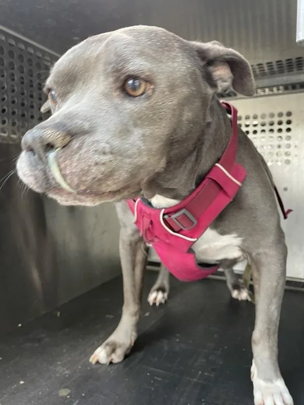 A senior large-sized male Pit Bull Terrier dog named Littlefoot for adoption in Austin, TX