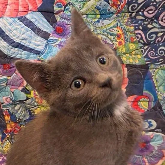 A baby medium-sized female Gray / Blue / Silver Domestic Short Hair cat named Squirt for adoption in Saint Paul, MN