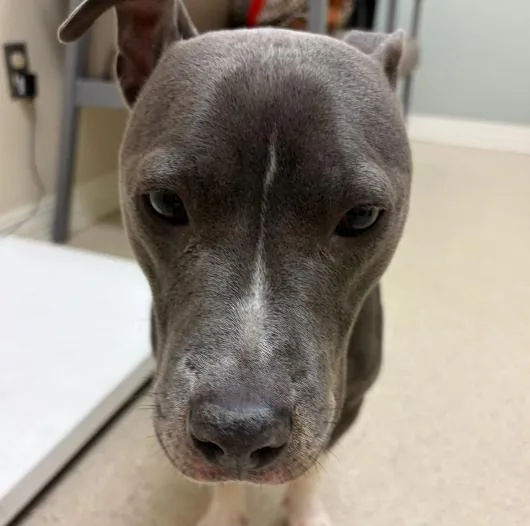A young medium-sized female Bicolor Pit Bull Terrier dog named Mockingbird for adoption in Naperville, IL