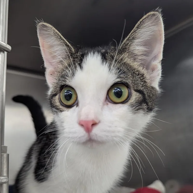 A young medium-sized male White Domestic Short Hair cat named Gizmo for adoption in Evansville, IN