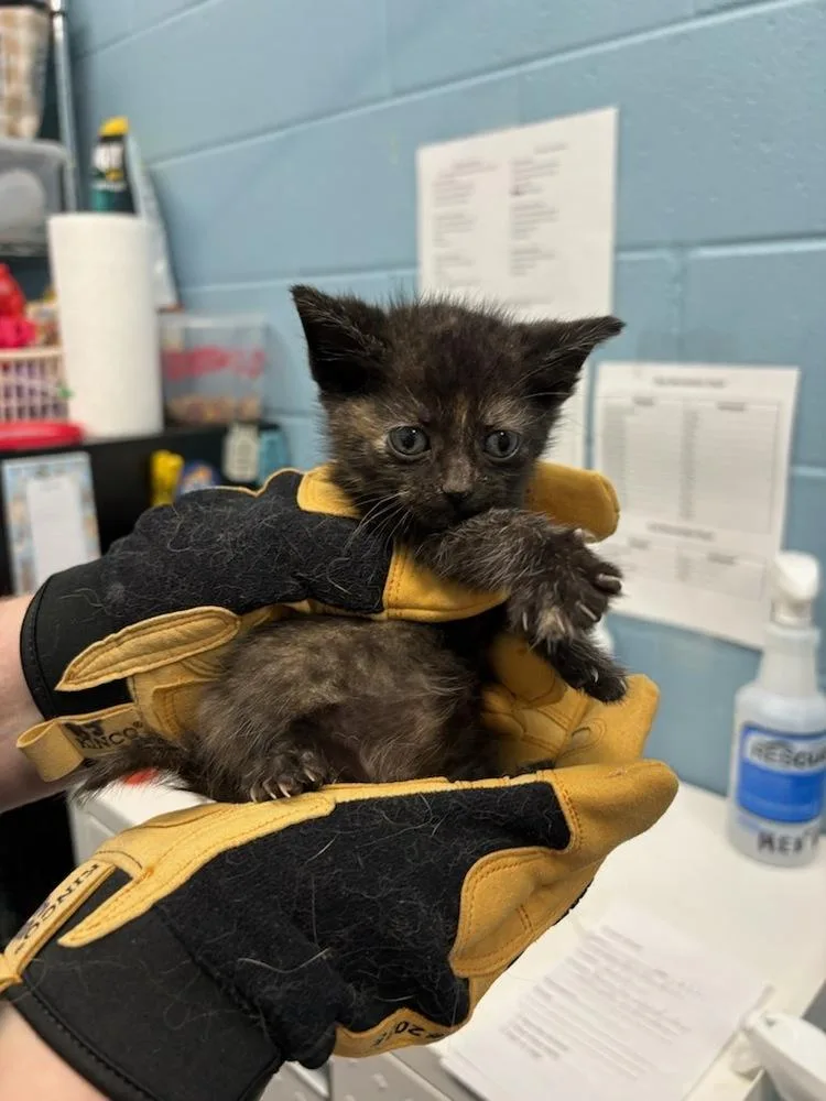 A baby small-sized female Domestic Short Hair cat named Saffron for adoption in Evansville, IN
