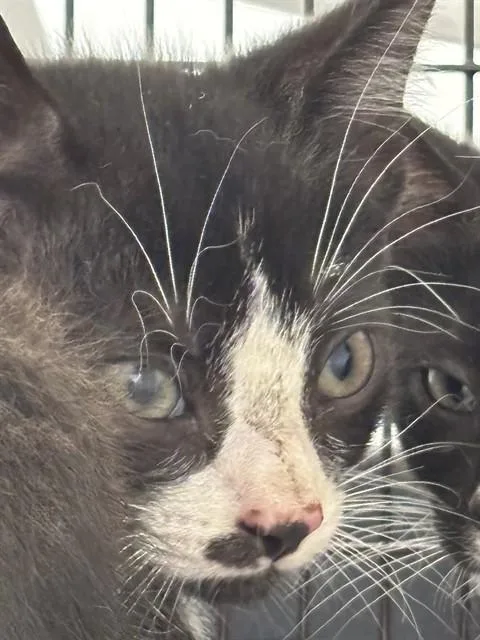 A baby small-sized male Domestic Short Hair cat named Pineapple for adoption in Fort Lauderdale, FL