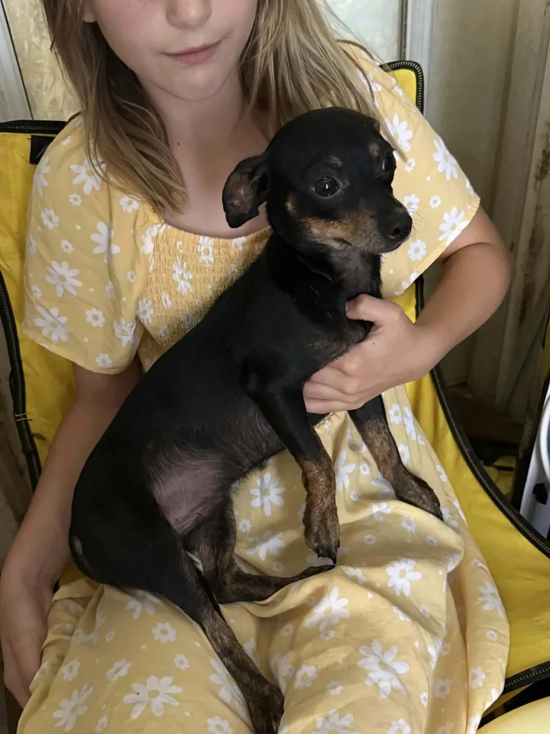 A young small-sized female Chihuahua dog named Twix for adoption in Carmel, NY