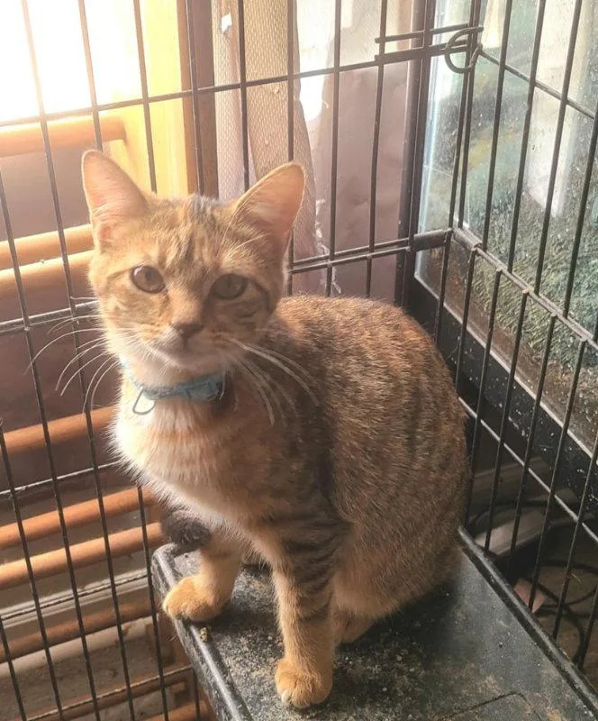 A young medium-sized female Torbie cat named Piper for adoption in Georgetown, KY