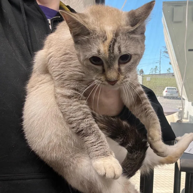 An adult medium-sized female Gray / Blue / Silver Domestic Short Hair cat named Madonna for adoption in Columbiana, AL