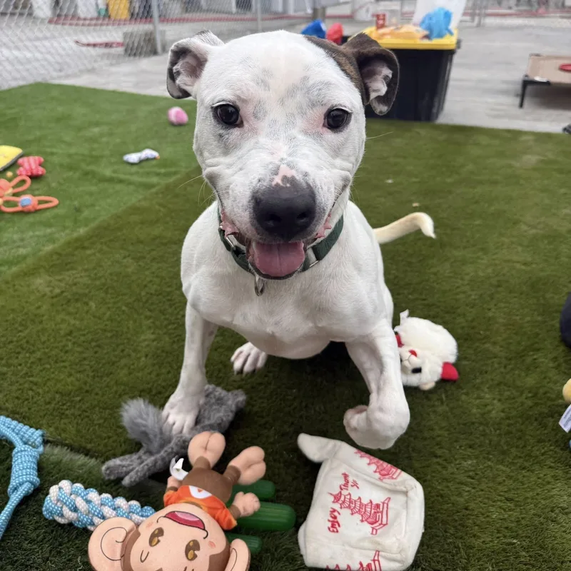 A young medium-sized male Black Mixed Breed dog named Winston for adoption in Warren, OH