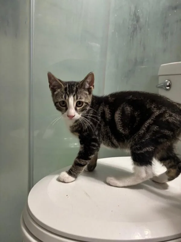 A young medium-sized male Tabby (Brown / Chocolate) Domestic Short Hair cat named Roy for adoption in North Babylon, NY