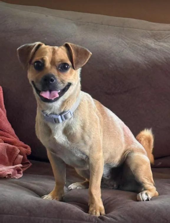 A young small-sized female Chihuahua dog named Mona Lisa in TX for adoption in Cranston, RI