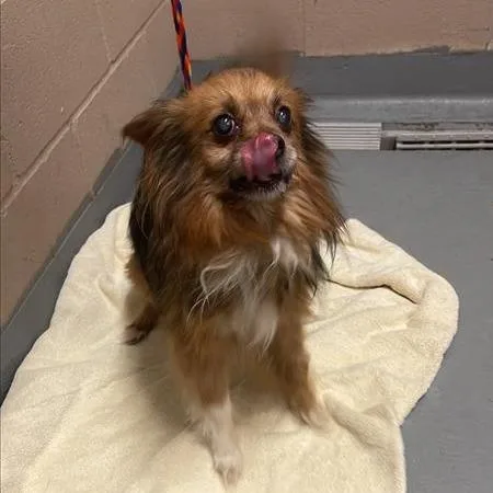 A senior small-sized male Red / Chestnut / Orange Pomeranian dog named Phoca for adoption in Tacoma, WA