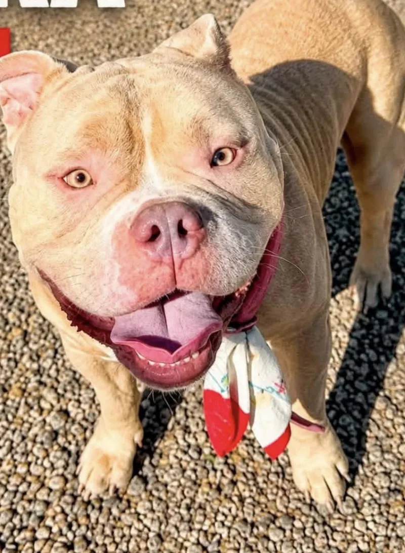 A young large-sized male Yellow / Tan / Blond / Fawn American Bulldog dog named Tonka for adoption in Glendale, AZ