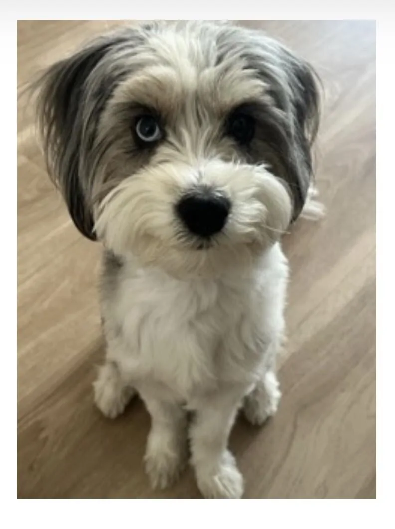 An adult small-sized male Miniature Poodle dog named Oreo for adoption in Anthem, AZ