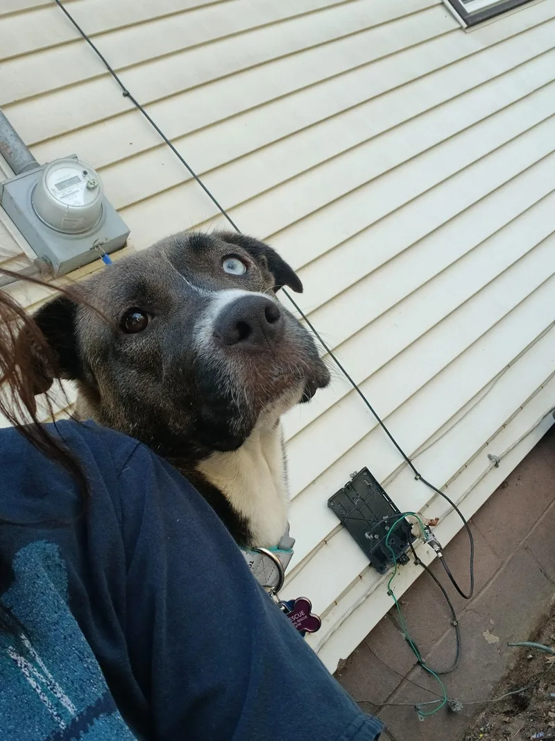 A young medium-sized female Mixed Breed dog named Ambrosia for adoption in Greenwood, IN