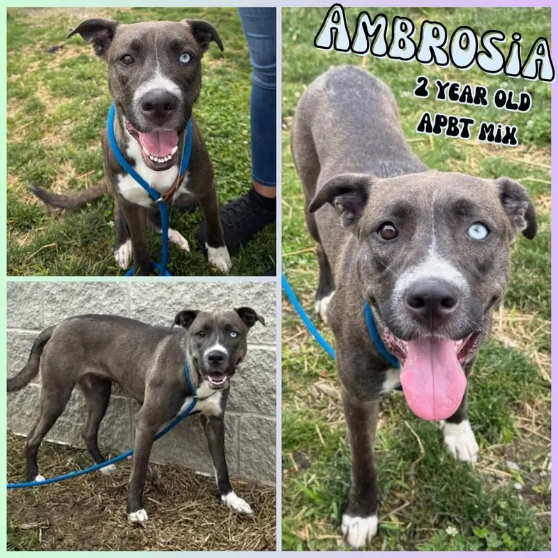 Ambrosia thumbnail 3