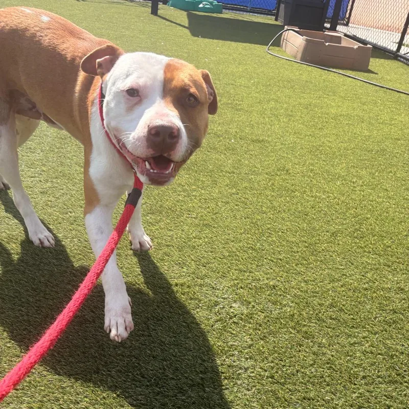 An adult large-sized male Apricot / Beige Pit Bull Terrier dog named Mace for adoption in Philadelphia, PA