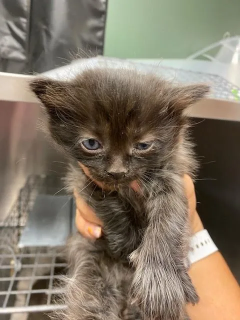 A baby small-sized male Domestic Medium Hair cat named Rodan for adoption in Rancho Cucamonga, CA