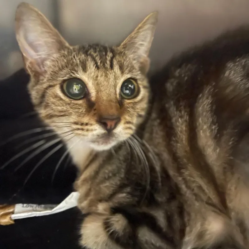 A baby small-sized female Brown / Chocolate Domestic Short Hair cat named Miriam for adoption in Valley, AL